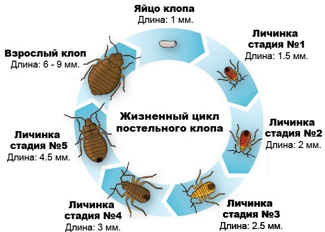 Особенности дезинфекции от клопов в Санкт-Петербурге Особенности дезинфекции от клопов в Санкт-Петербурге